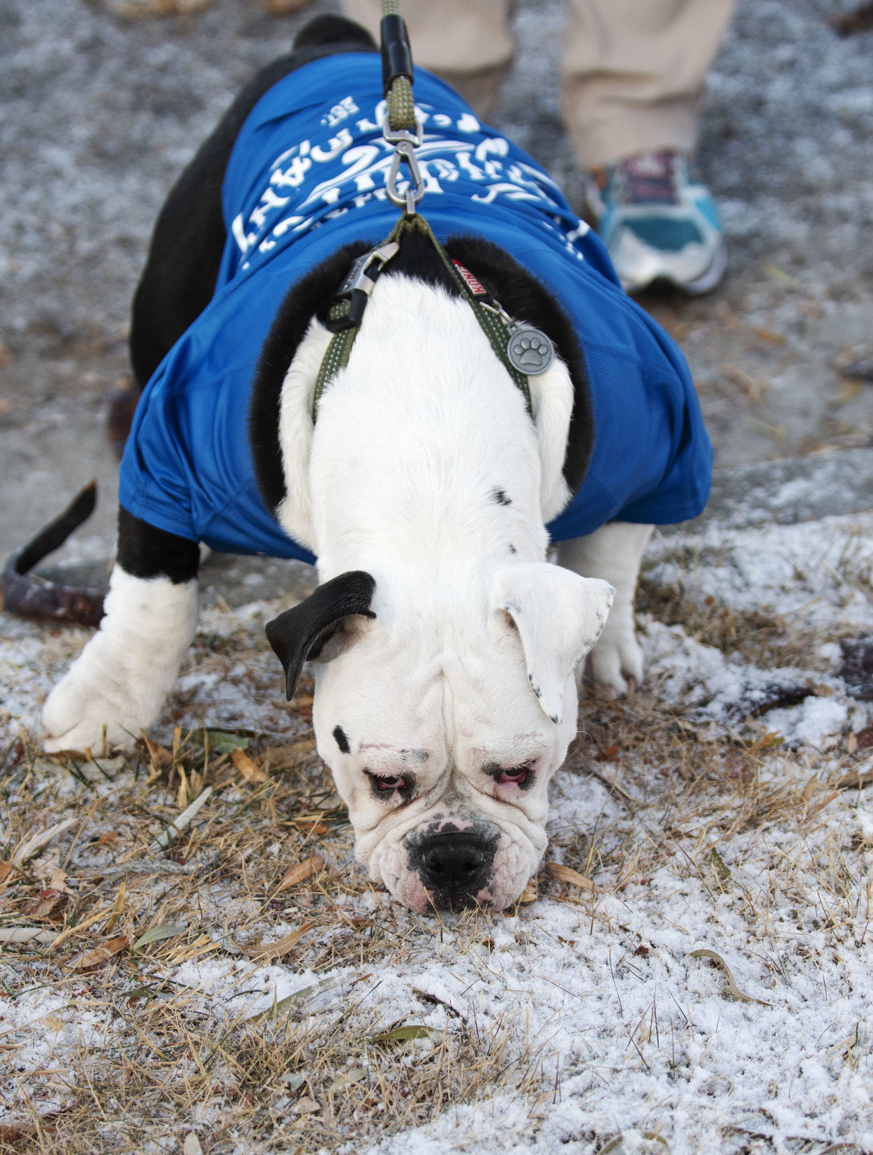 CSI 2019 Turkey Trot